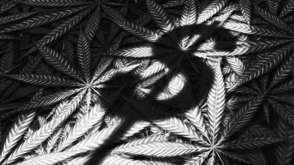 black and white image of dollar sign over cannabis fan leaves