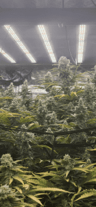 CapJunky flower grown by Brenton Smith