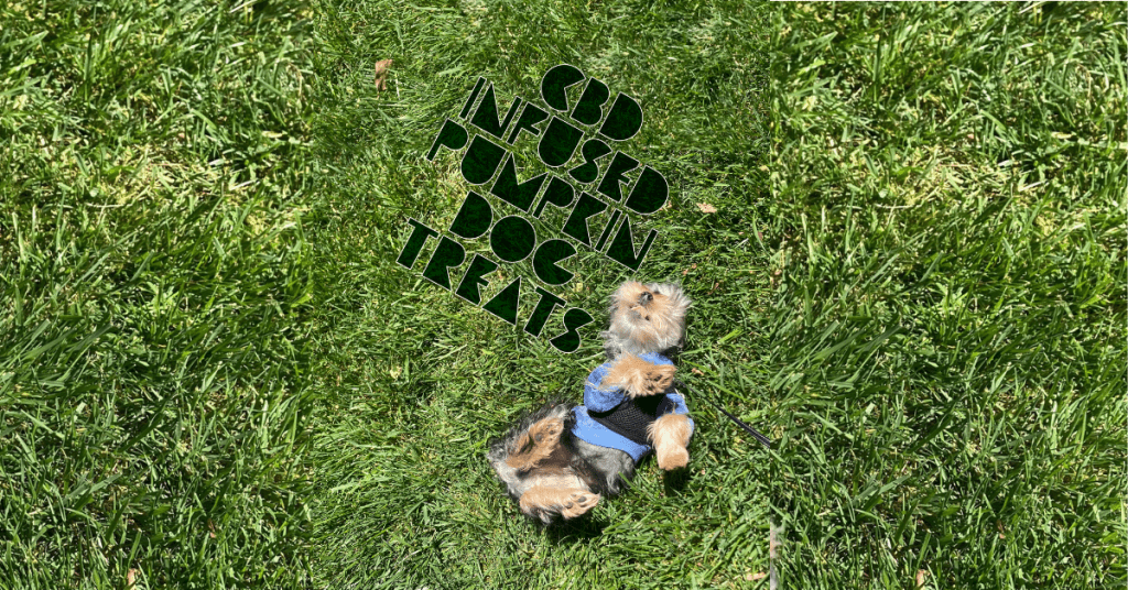 cbd pumpkin dog treats recipe cover image