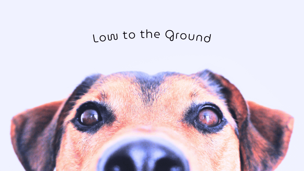 Wavy by Baba Ku cover image with dog
