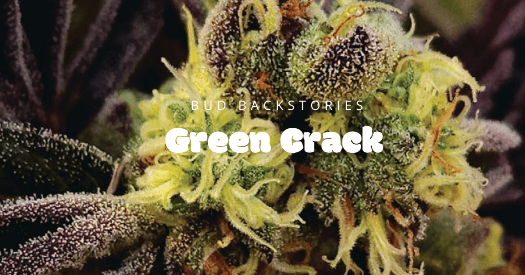 green crack bud backstories cover image