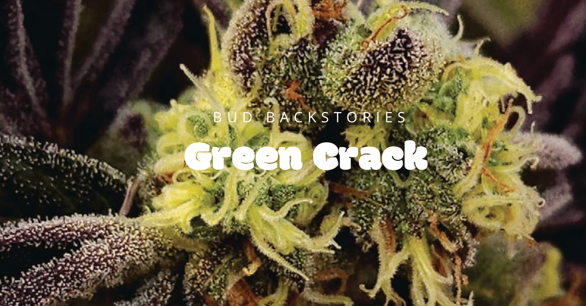 green crack bud backstories cover image