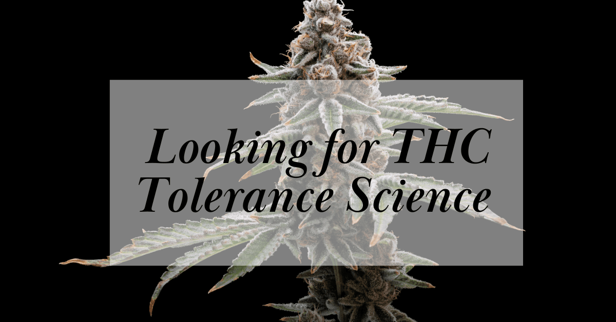 THC tolerance article cover image