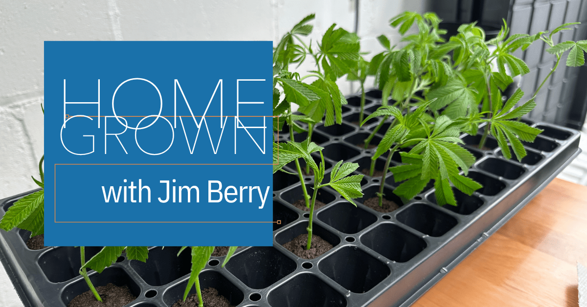 cloning cannabis home grown cover image