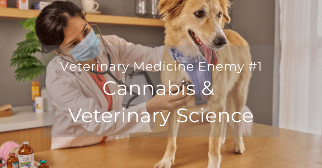 cannabis and veterinary science cover image