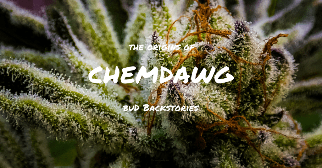bud backstories chemdawg cover image