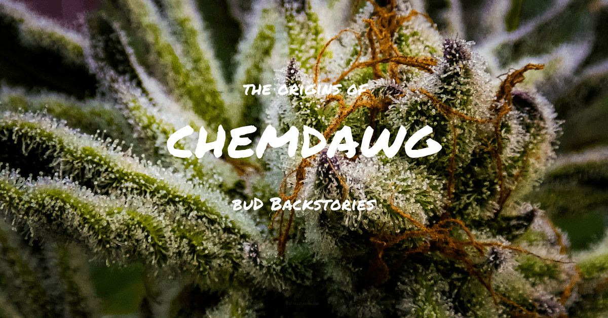 bud backstories chemdawg cover image