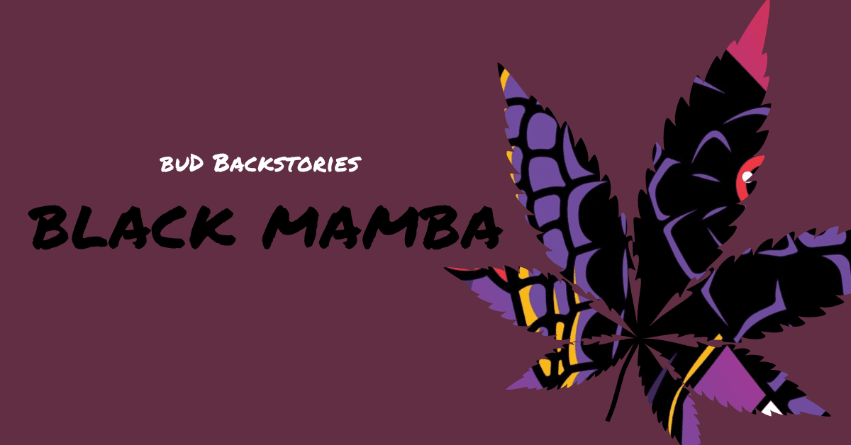 black mamba cover image