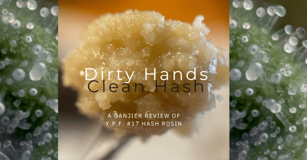 yellow passion fruit #17 hash rosin cover image