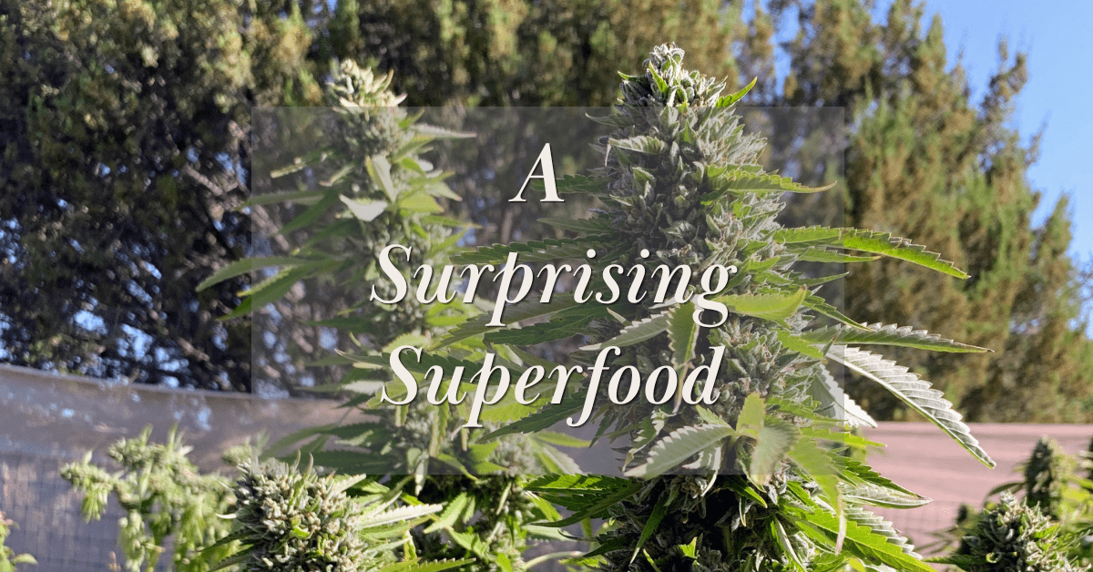 cannabis a surprising superfood cover image