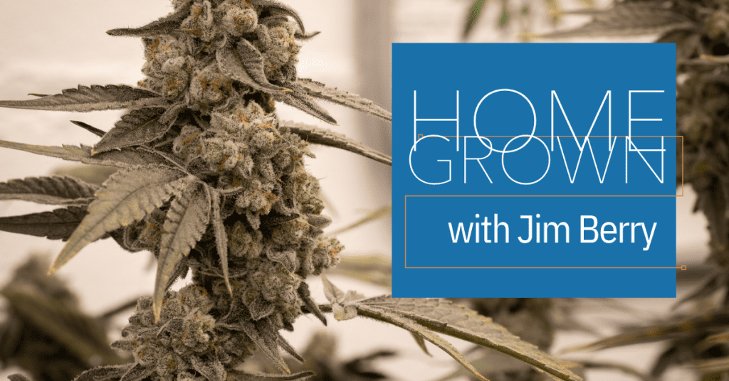 homegrown cannabis cultivation cover image