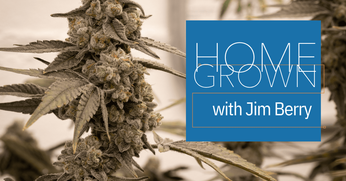 homegrown cannabis cultivation cover image