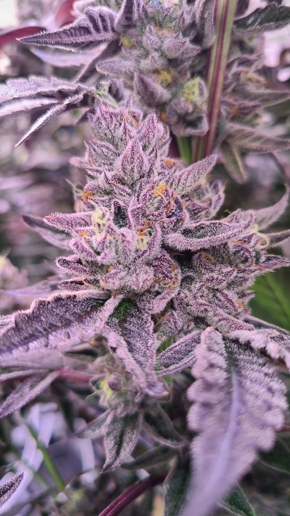 rainbow marker strain flower growing_matt jerome photo credit