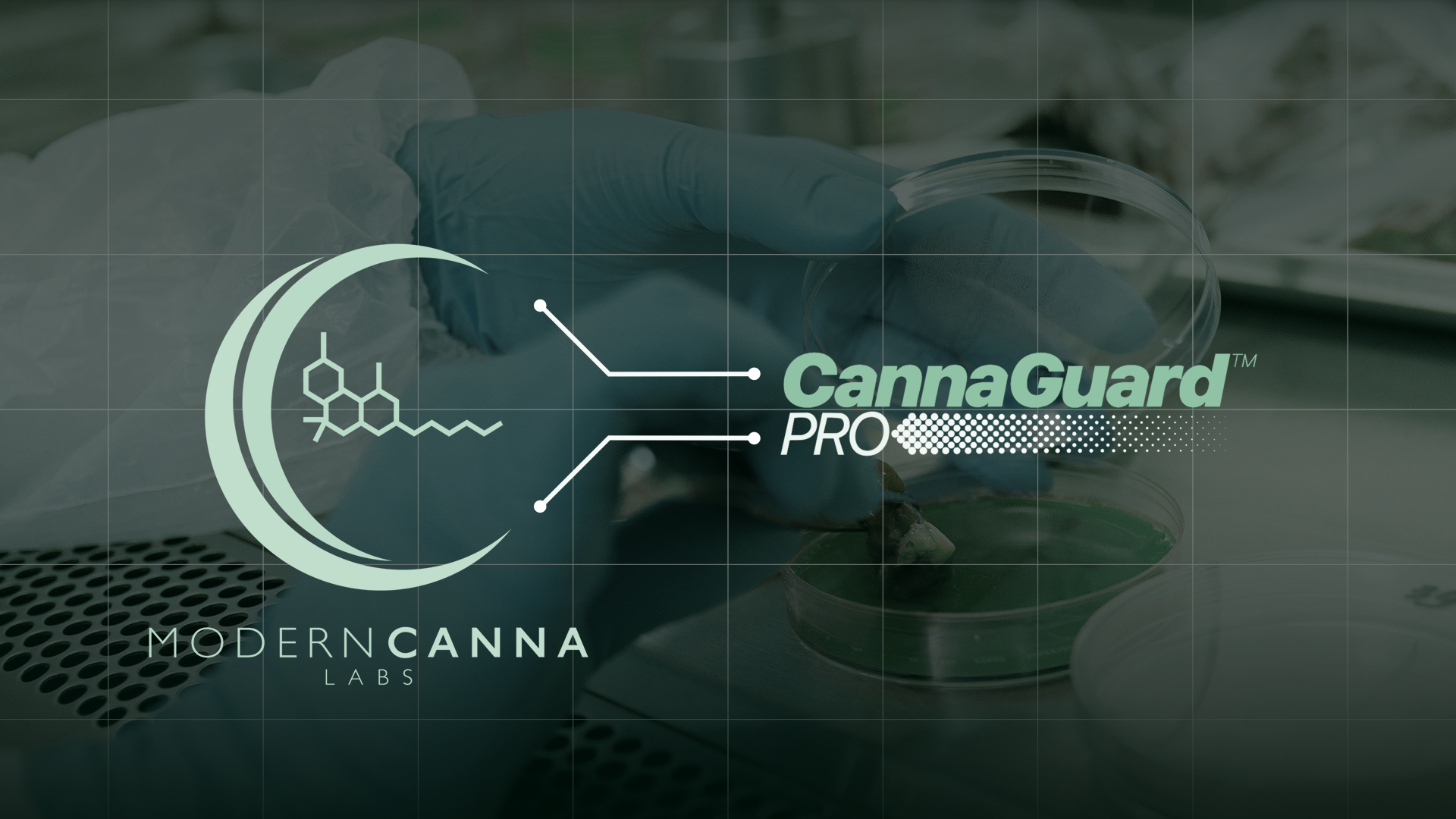 CGP_pressrelease_Modern Canna