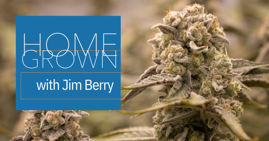 homegrown Basics of Growing Weed Indoors