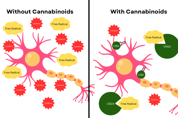 concussions and cannabis_cannabis treatment outcomes_image created by megan