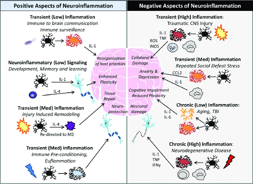 concussions and cannabis_mechanisms of concussion_Image by Jonathan Godbout