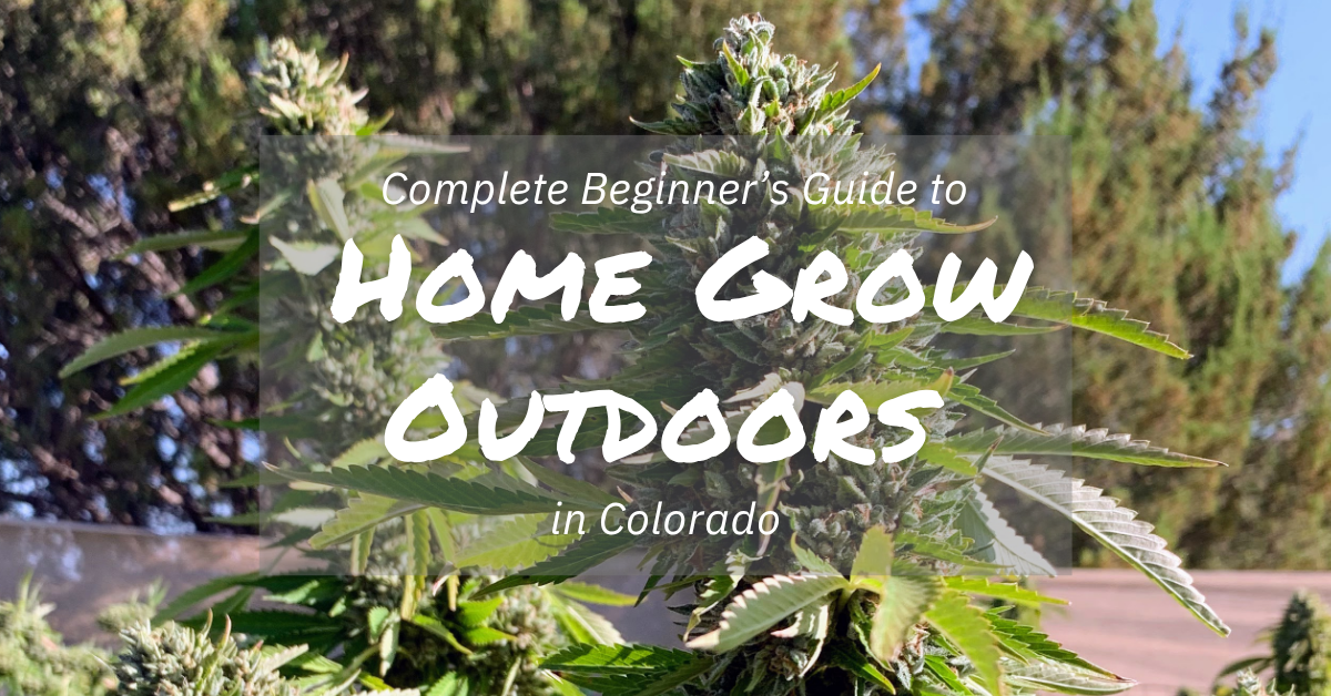 omplete Beginner’s Guide to Home Grow Outdoors in Colorado_cover image