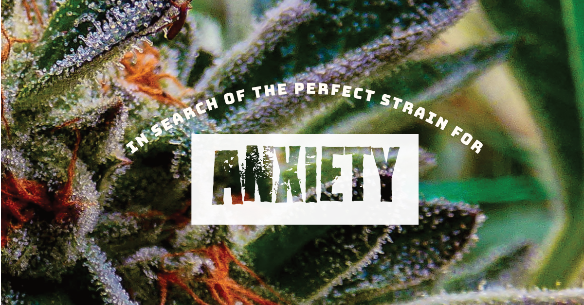 in search of the perfect strain for anixety_cover image