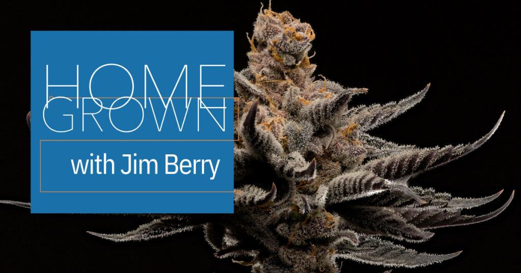homegrown feeding cannabis plants cover image