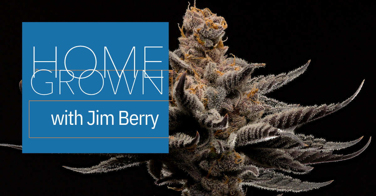 homegrown feeding cannabis plants cover image