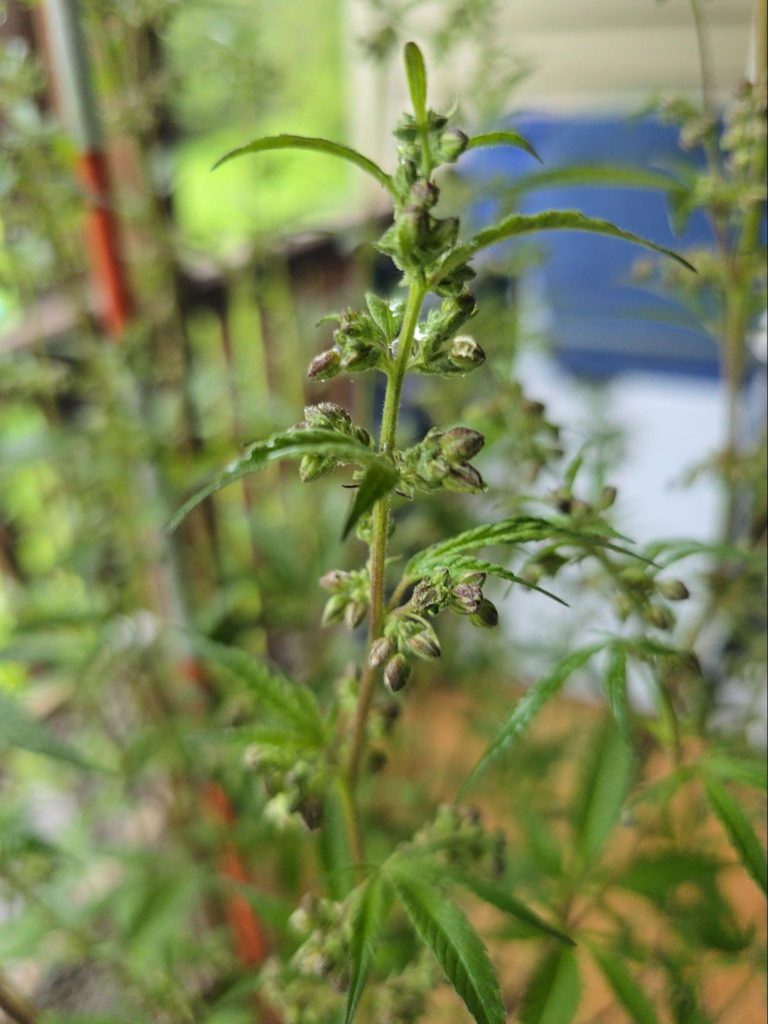 cannabis genetics article image 1_photo credit Zach Bedell