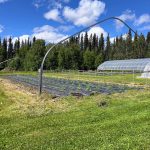 rose creek farms outdoor grow_1