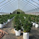 rose creek farms greenhouse_1
