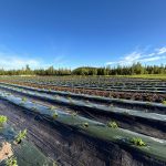 rose creek farms outdoor grow_1