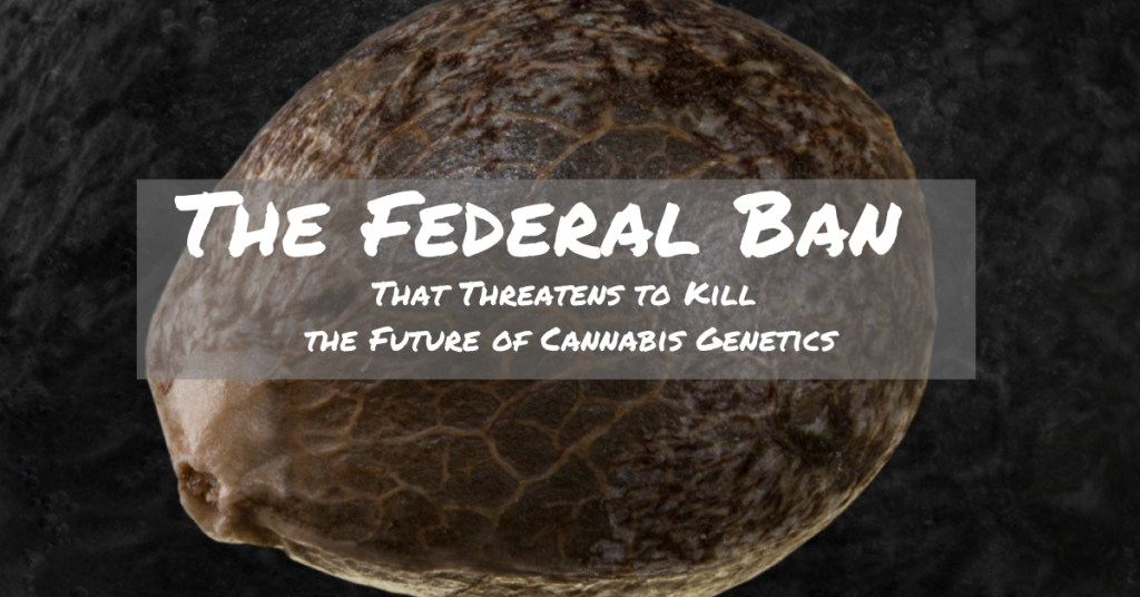 Federal Ban Threatens Future of Cannabis Genetics_cover image