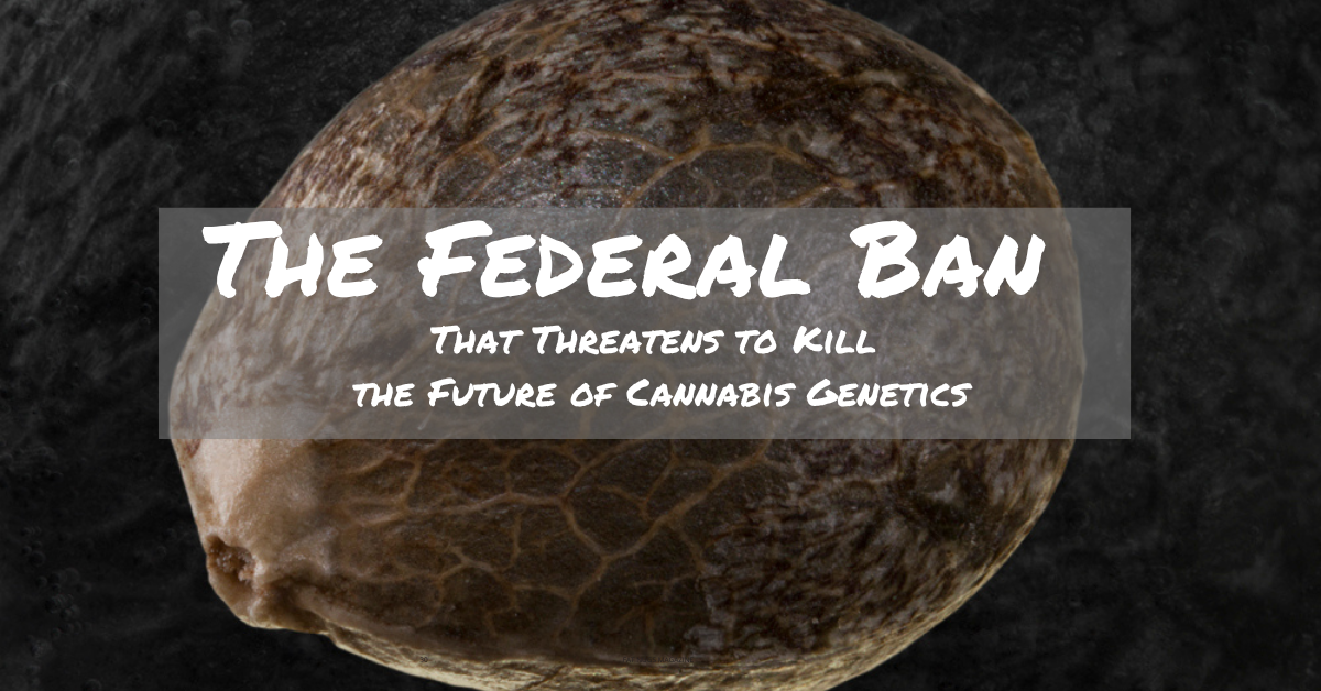 Federal Ban Threatens Future of Cannabis Genetics_cover image