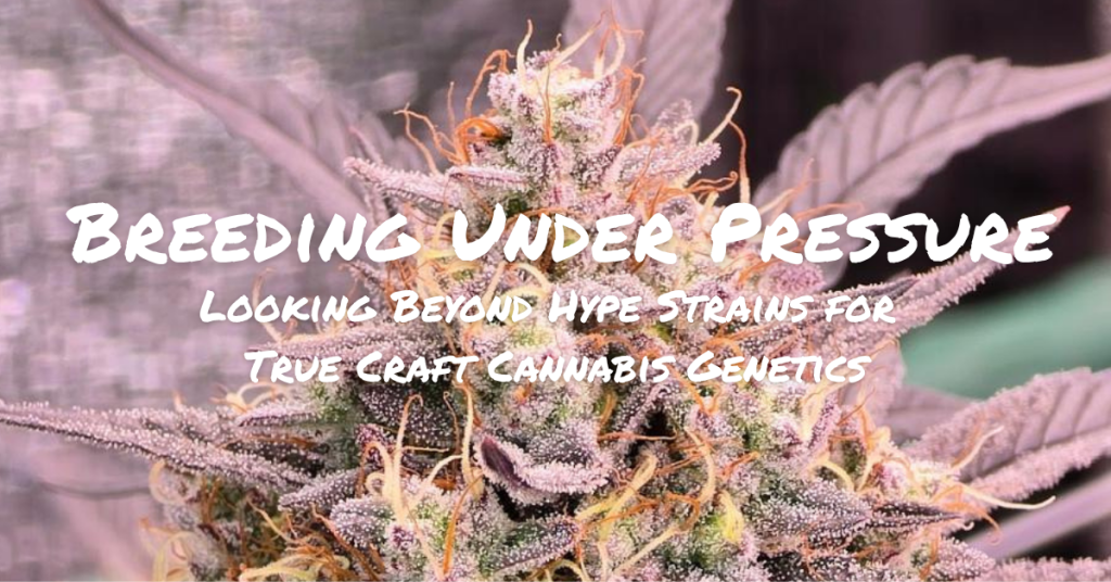 cannabis genetics_cover image_photo credit zach bedell