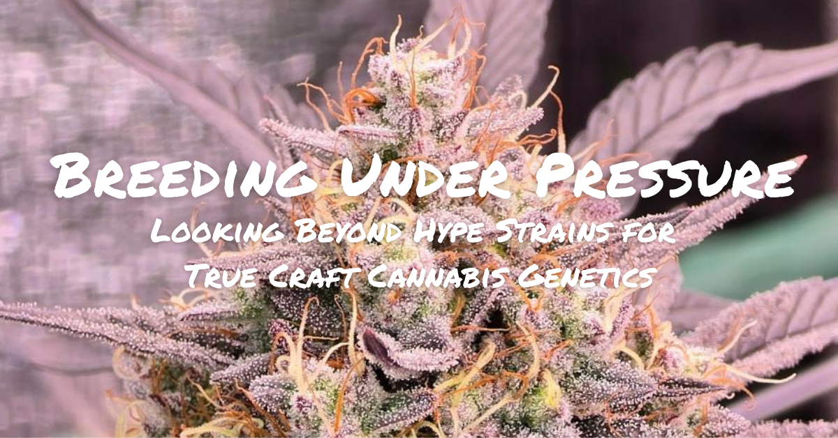 cannabis genetics_cover image_photo credit zach bedell