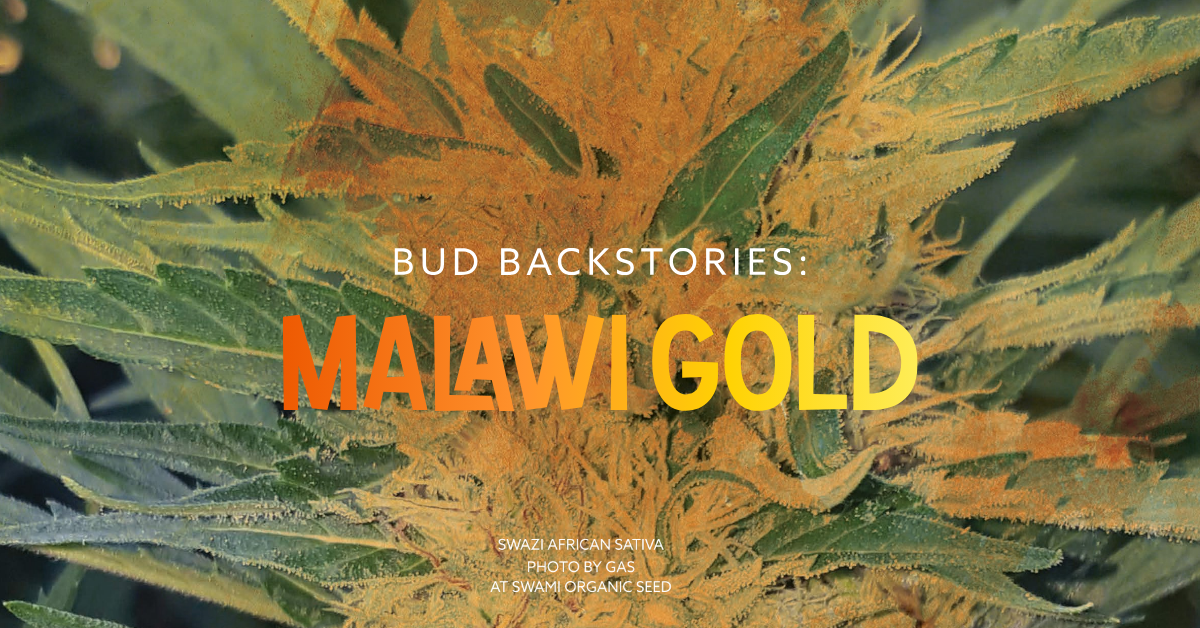 Bud Backstories: Malawi Gold cover image