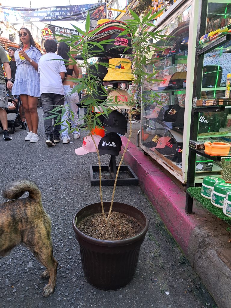 Colombia and cannabis_plant outside_photo by jack gayer