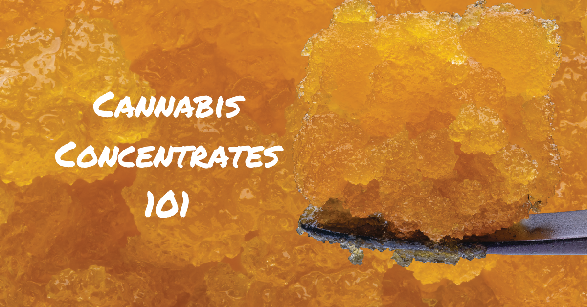cannabis concentrates 101 cover image