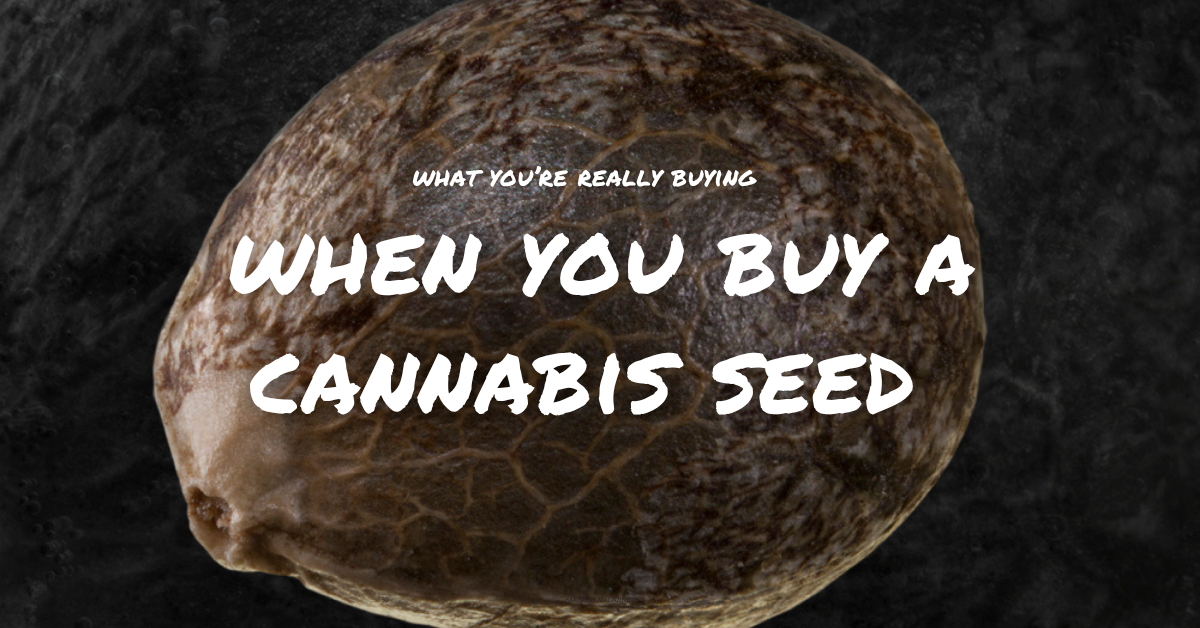 cannabis seeds_RN Collins_cover image
