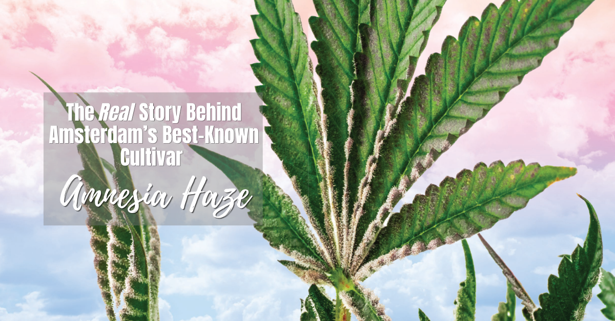Amnesia Haze_cover image