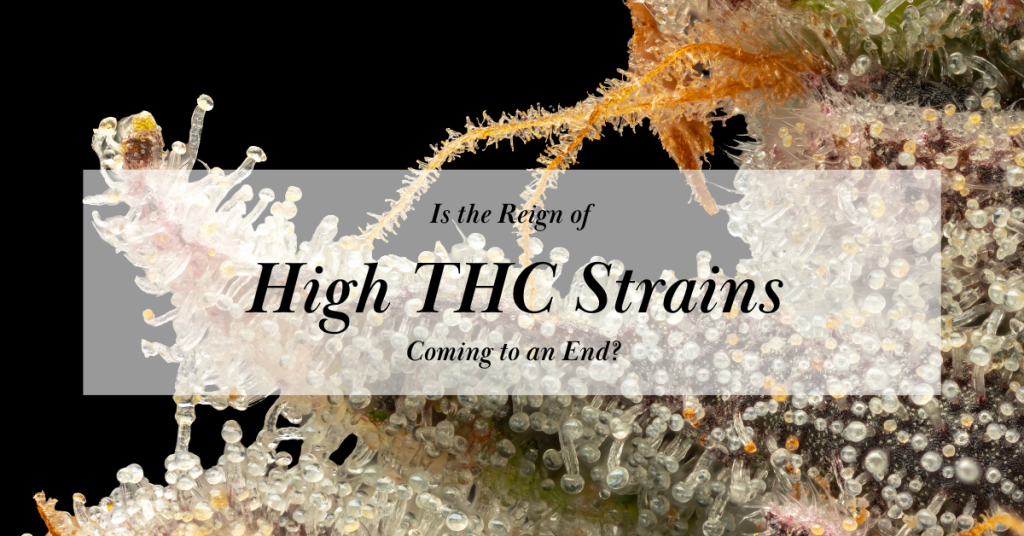 high thc strains_cover image_photo by paola tello