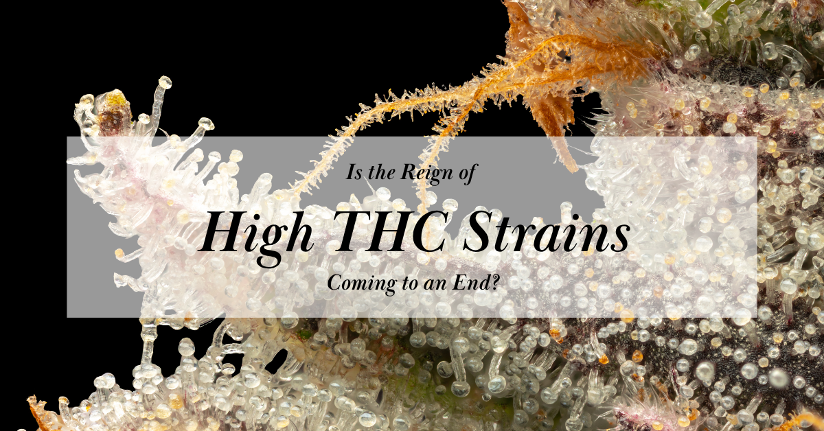 high thc strains_cover image_photo by paola tello