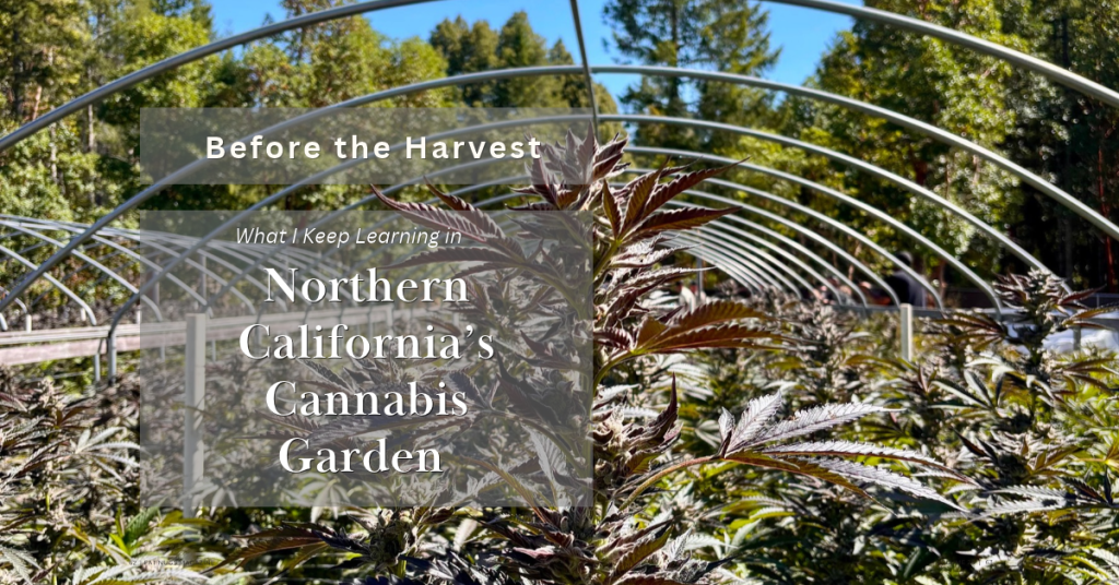 Northern California’s Cannabis Gardens_FNM Cover Images Template