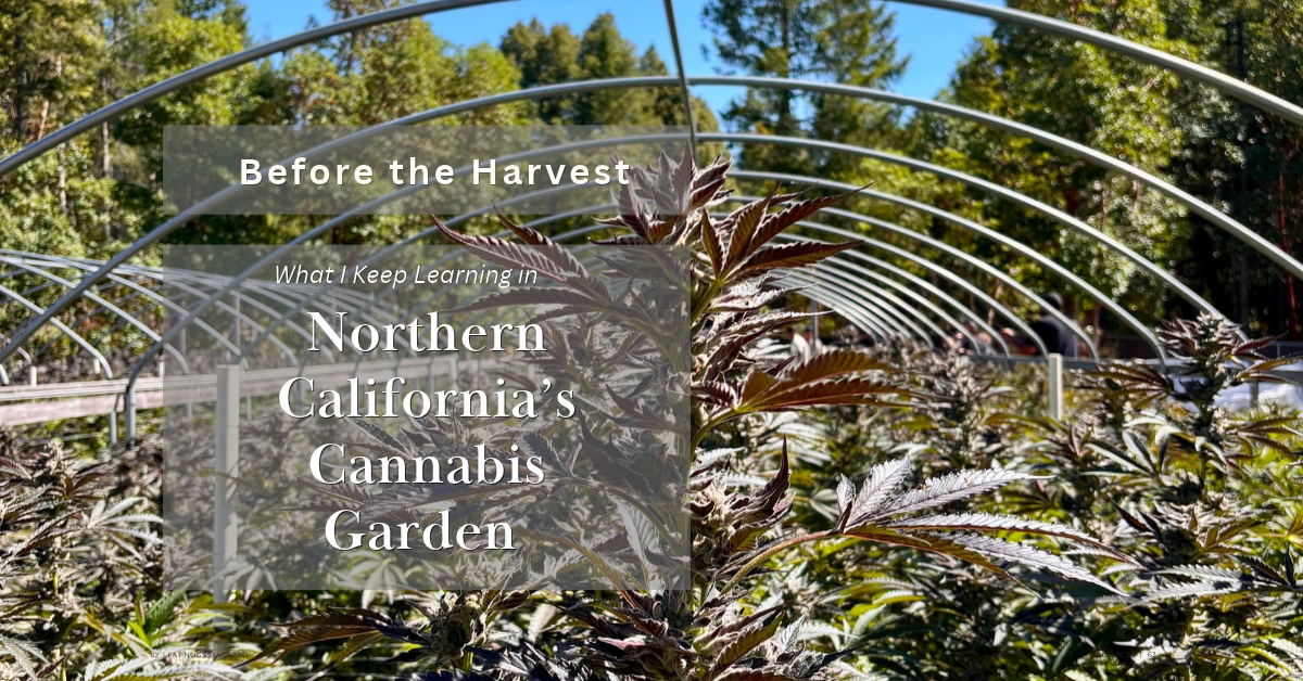 Northern California’s Cannabis Gardens_FNM Cover Images Template