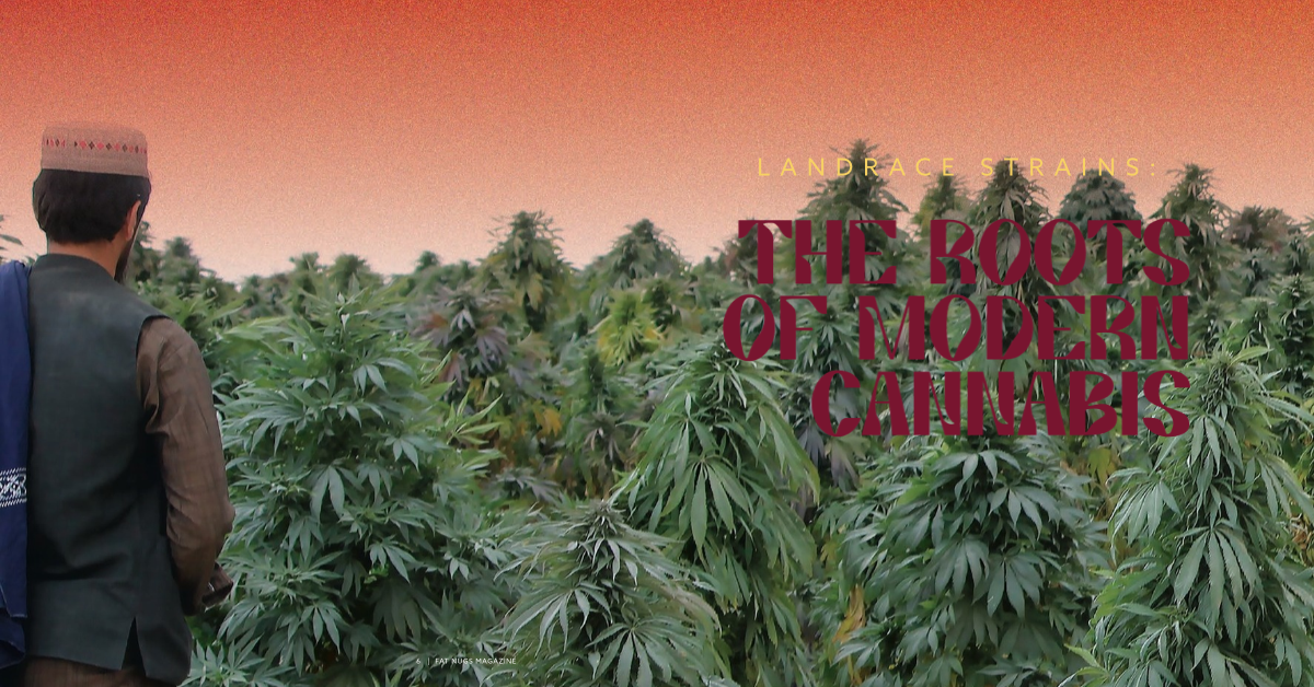 landrace strains_FNM Cover Images Template