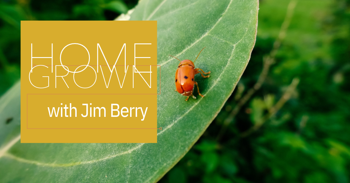 Beneficial Bugs for Cannabis Cultivation_FNM Cover Images Template