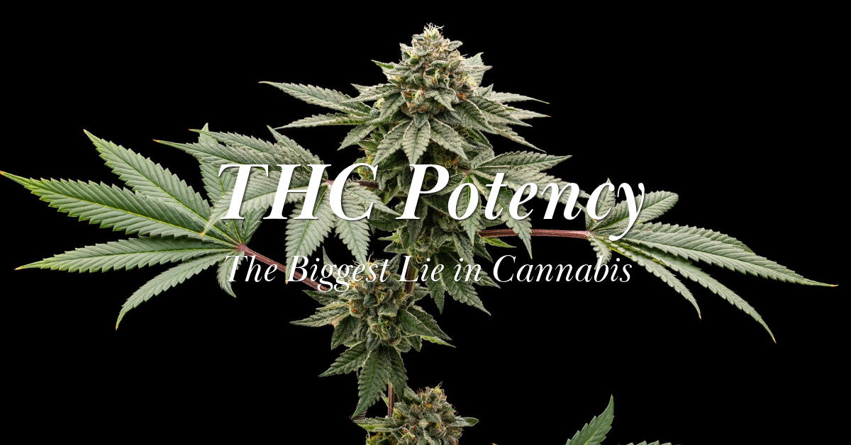 THC Potency is the Biggest Lie in Cannabis_FNM Cover Images Template