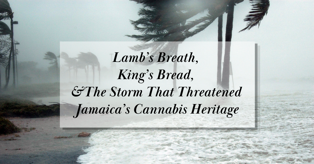 jamaica’s cannabis heritage_FNM Cover Images Template