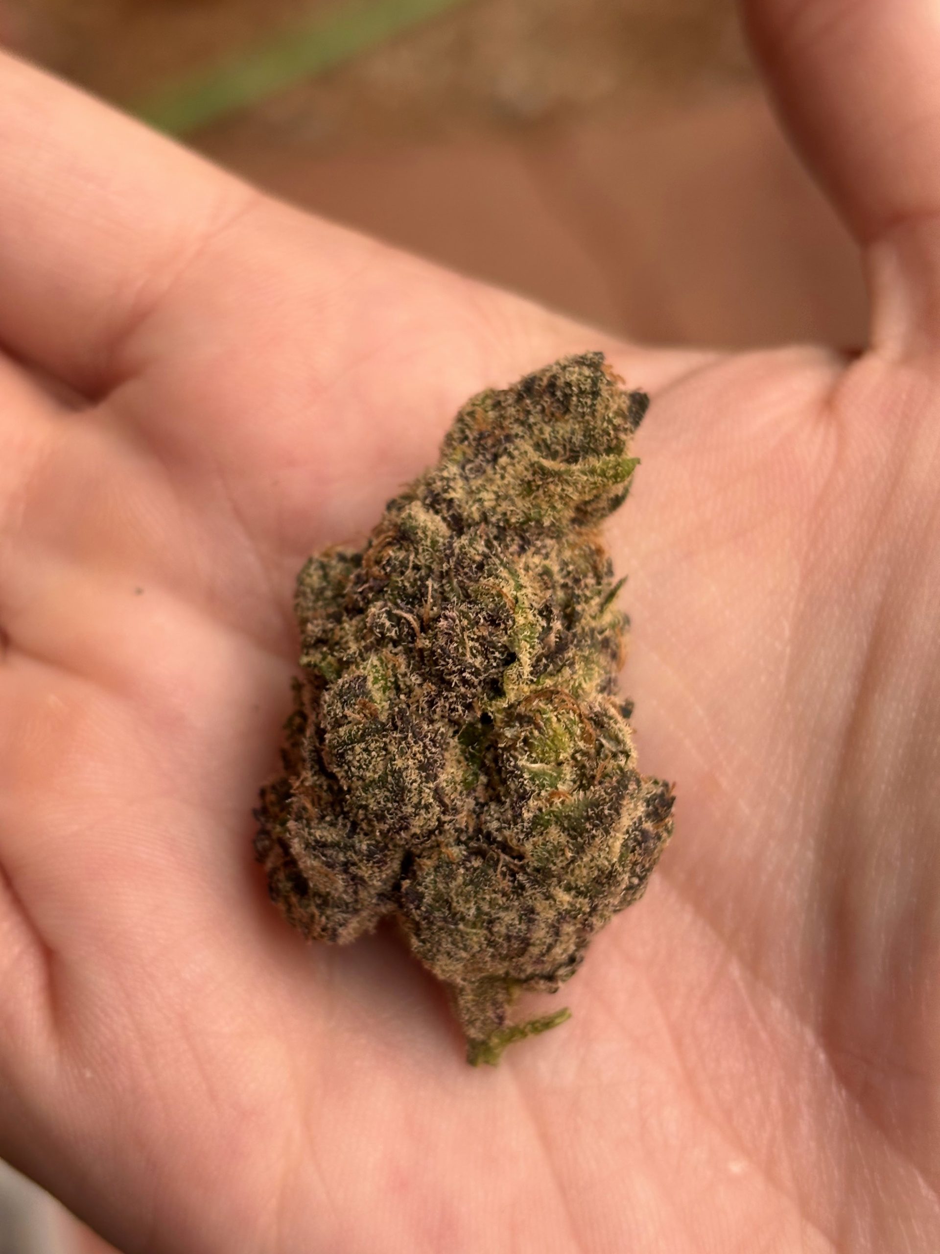 blueberry caviar strain on hand