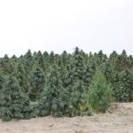 landrace strains 1_from jorge cervantes