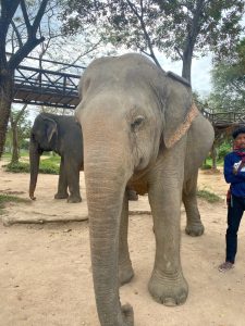 lauren mundell_elelphants in thailand